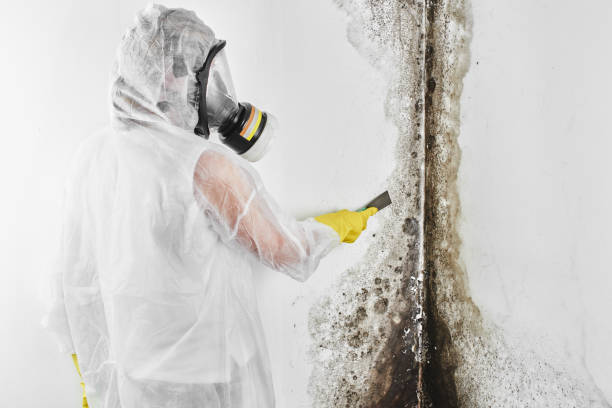 Best Local Mold Removal Service  in Rden City, GA