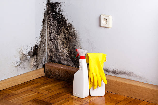 Office Mold Removal Services in Garden City, GA