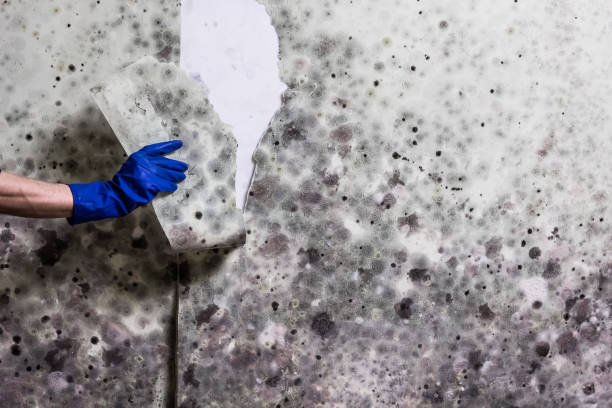 Best Crawl Space Mold Removal  in Rden City, GA