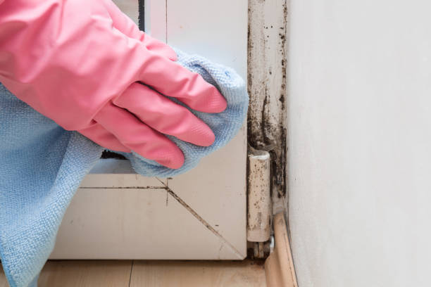 Best Attic Mold Removal  in Rden City, GA